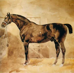 Engelsk hest i stald